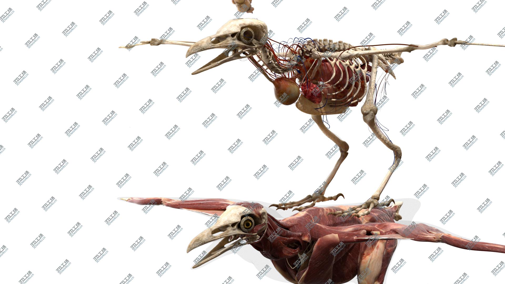 images/goods_img/20210313/3D Bird Anatomy model/5.jpg